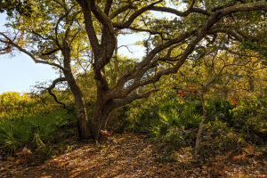 Sand Live Oak