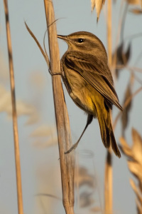 Palm Warbler