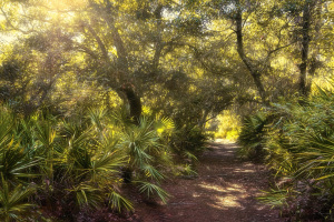 Bird Sanctuary