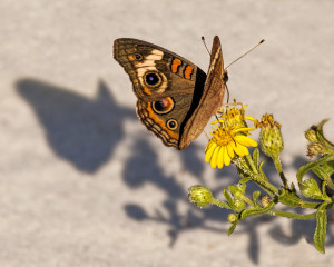Buckeye