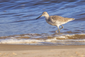 Willet