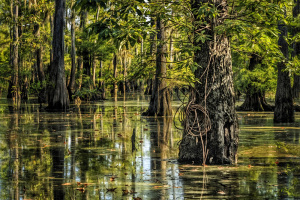 Boneyard Lake Area Mississippi WMA