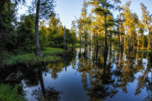 Boneyard Lake Area Mississippi WMA