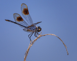 Four-spotted Pennant male