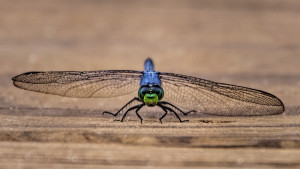 Eastern Pondhawk male