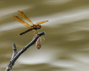 Eastern Amberwing male and dragonfly exudate