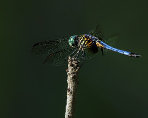 Blue Dasher male