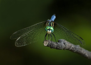 Blue Dasher male