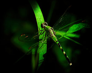 Pondhawk female