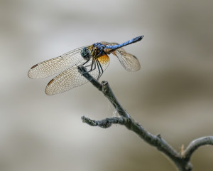 Blue Dasher male