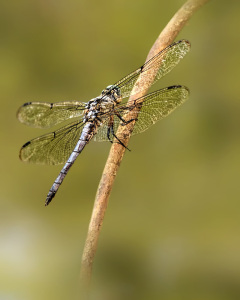 Great Blue Skimmer male