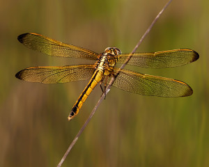 Needham's Skimmer female