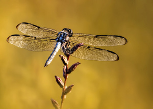 Slaty Skimmer male