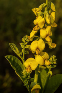 Baptisia