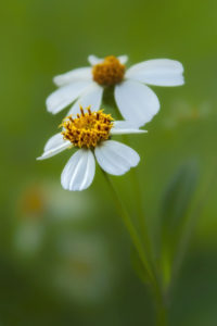 Bidens alba