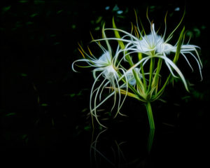 Cahaba Lilies