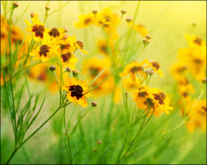 Calliopsis