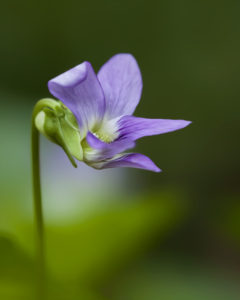 Common Violet