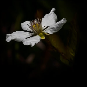 Dewberry Bloom