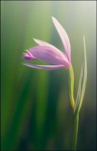 Rose Pogonia