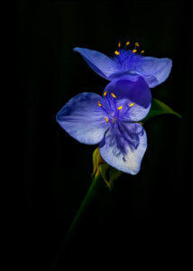 Spiderwort
