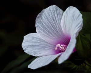 Swamp Hibiscus