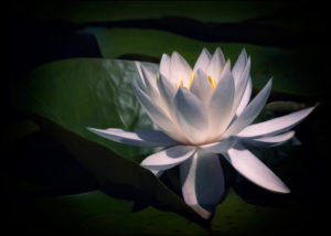 Waterlily