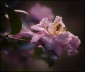 Camellia sasanqua Cotton Candy