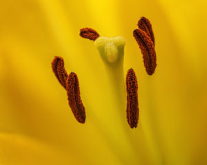 Lily