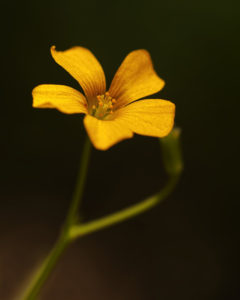 Yellow Oxalis